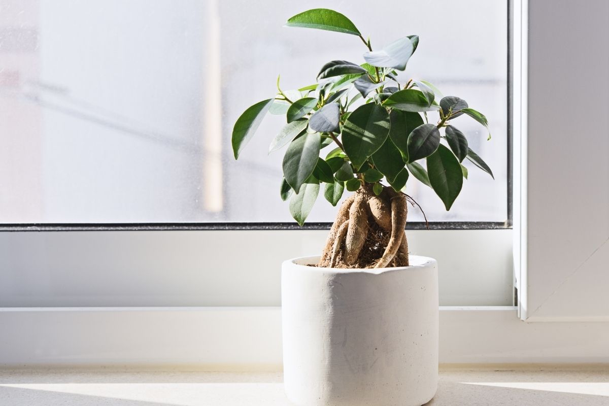 Read more about the article How to take care of a Bonsai Tree (for beginners)