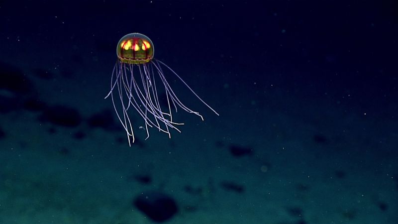 You are currently viewing What we know about the ocean’s depths — and why it’s so risky to explore it