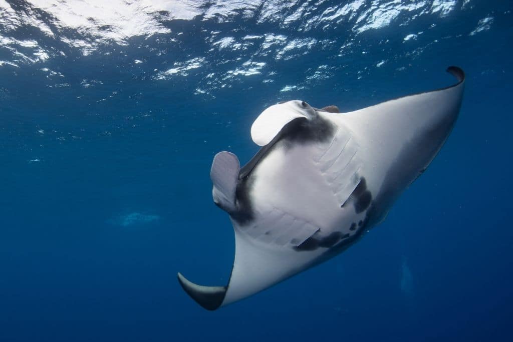 Read more about the article 11 of the Most Endangered Species in the Ocean in 2023