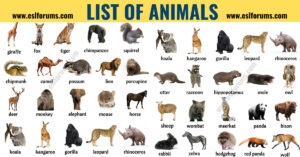 Read more about the article List of Animals: A Big Lesson of Animal Names with the Pictures!